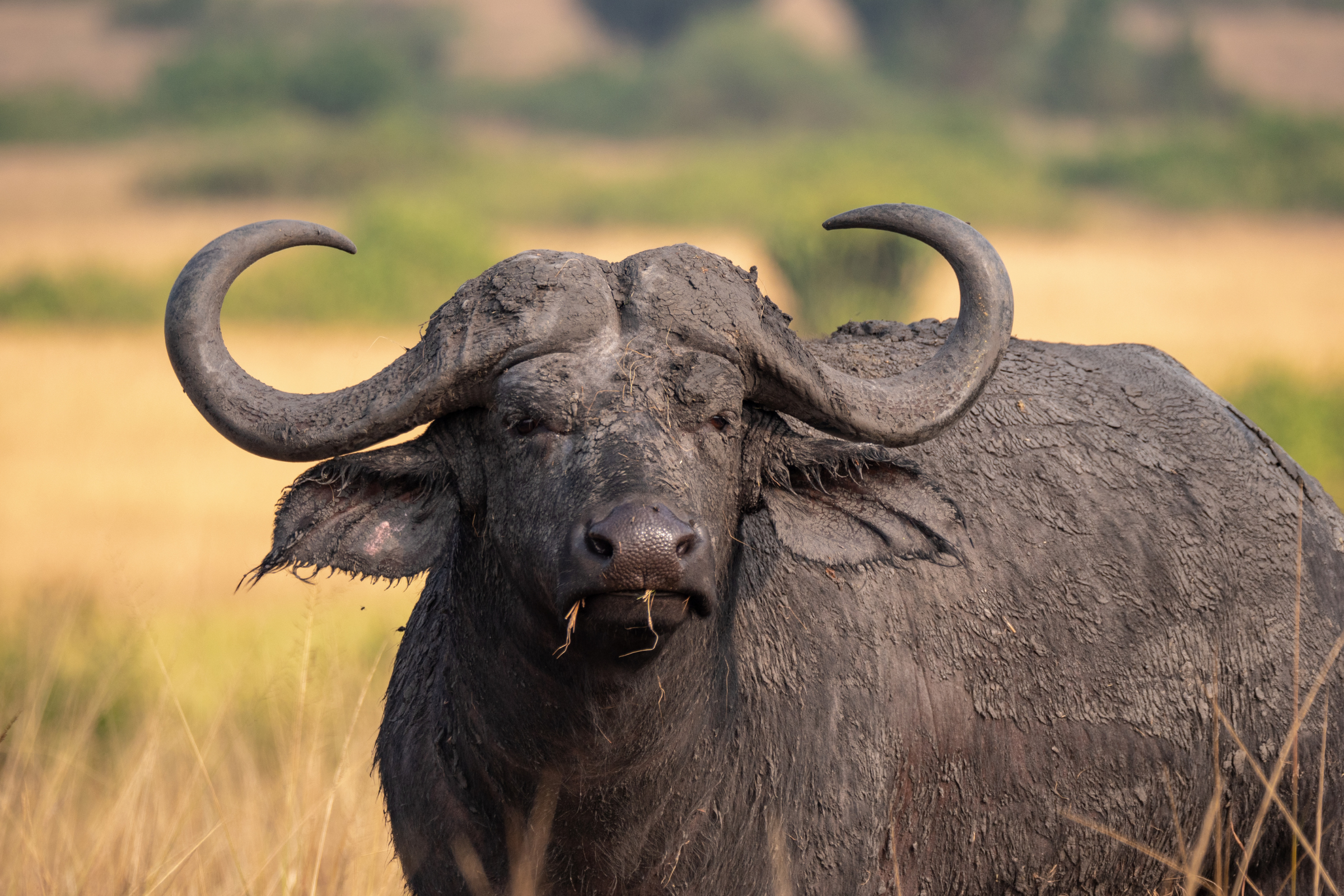 queen elizabeth national park (4).webp